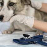 Liver Problems in Cats and Dogs