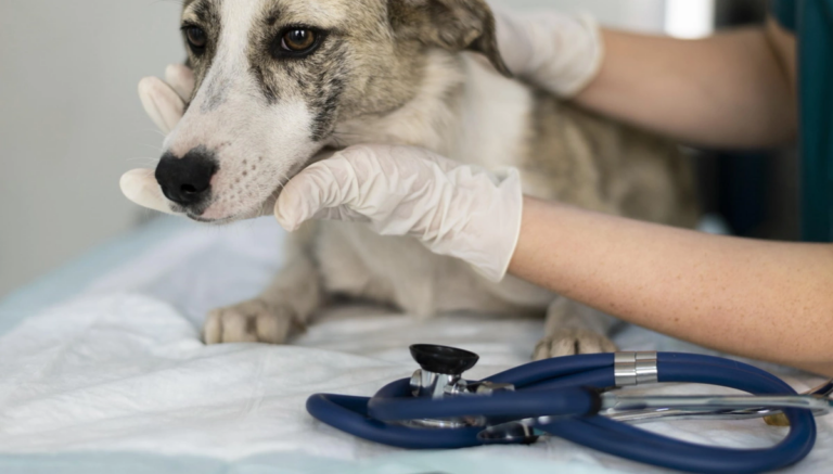 Liver Problems in Cats and Dogs