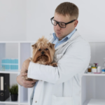 Epilepsy and Seizures in Pets