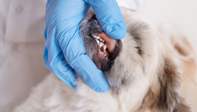 Periodontal Disease in Cats and Dogs