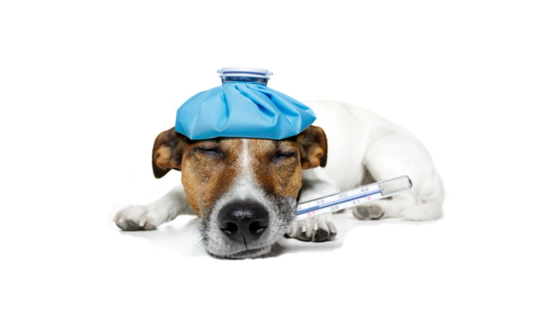 Pancreatitis in Pets