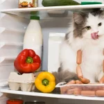 Why Biologically Species Appropriate Food is Important for Your Cats