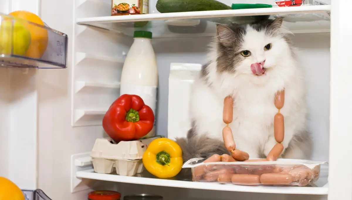 Why Biologically Species Appropriate Food is Important for Your Cats