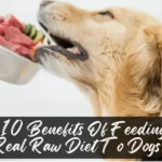 DoggyChef | Raw Meat for Cats and Dogs | Raw Dog Food | Raw Cat Food | Raw Food for Pets | BARF | PREY | PMR
