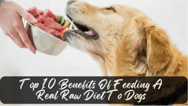 Top 10 benefits of feeding a Real Raw Diet to Dogs