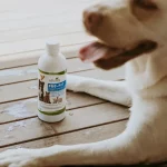 Probiotics for Cats and Dogs
