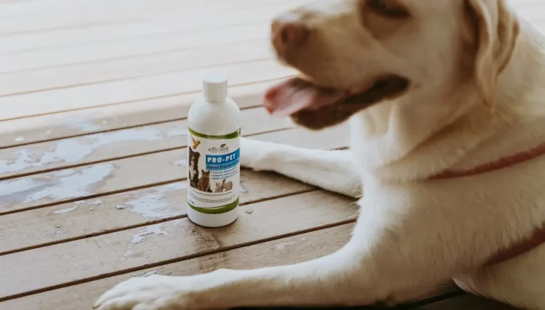 Probiotics for Cats and Dogs