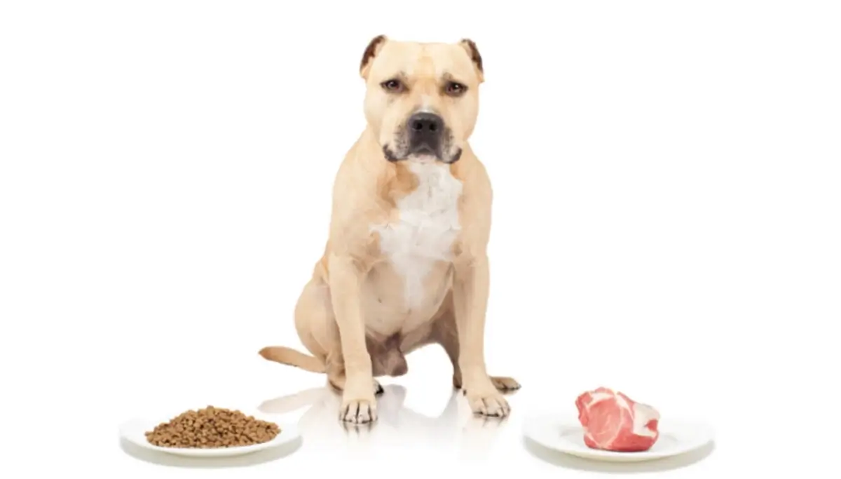 Raw Dog Food versus Kibble?