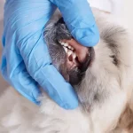 Periodontal Disease in Cats and Dogs